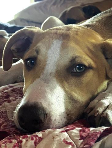 Simba - Pet of the Week