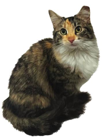 Meet Fluff Fluff - Your Purr-fect Companion!