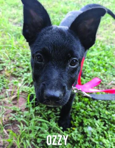 If you would like to meet Ozzy, please visit SanSabaAnimals. com or call 325 372 PETS.