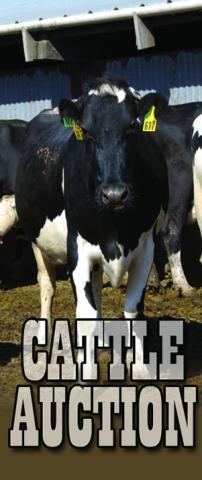 Jordan Cattle Auction