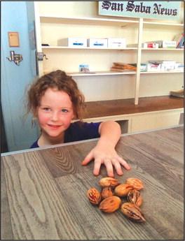 The first pecans of the 2023 Season were delivered to the San Saba News &amp; Star office on Friday, September 15th. Winston Millican of Millican Pecan Orchard brought his seven-year old daughter, Allison Millican, to present the pecans. The pecan variety is Pawnee. - Staff Photo
