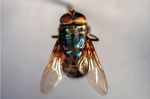 New world screwworm adult fly | Courtesy of Texas A&M Agrilife