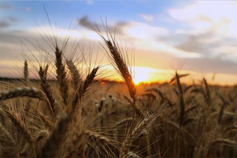 Outlook improves for Texas grain production