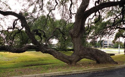 Comanche Marker Tree, Austin, Texas, photo © Linda Pelon