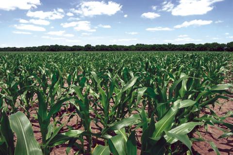 New report finds loss of glyphosate would harm U.S. agriculture