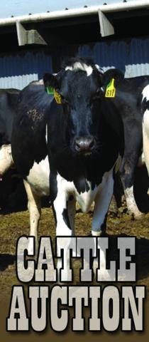 Jordan Cattle Auction