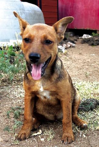 Pet of the Week