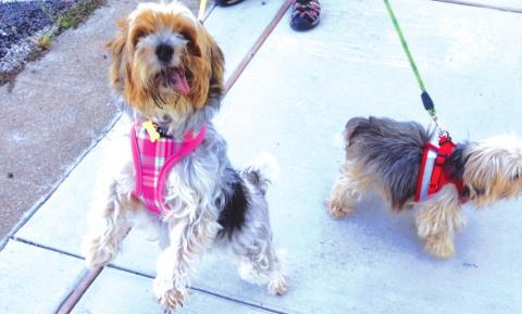Dove Project shares 2020 abuse victim numbers; recognizes local pets in Paw Parade