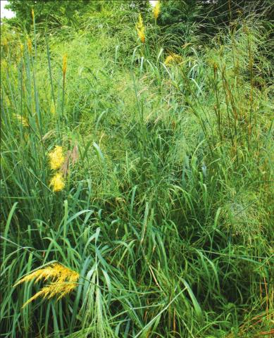 “ A stand of Arundo donax that crowded out native vegetation along Town Creek in Kerrville.”