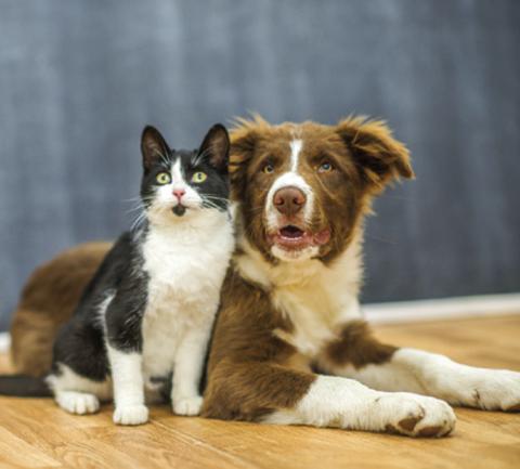 February is National Spay Neuter Month