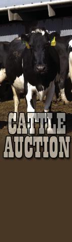 Cattle Action