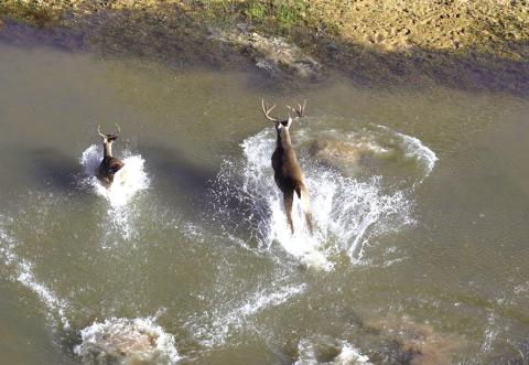 Courtesy of www.SpringCreekOutdoors.com