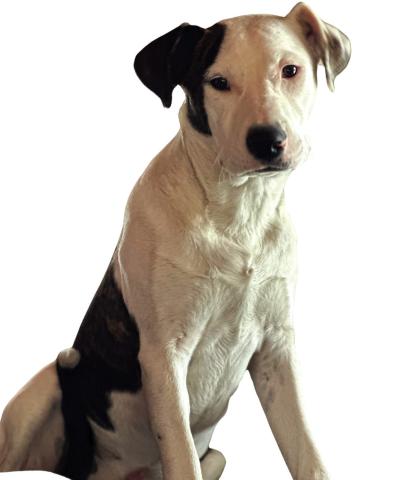 Pet of the Week