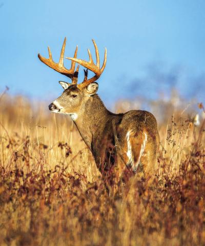 TPWC approves statewide deer carcass disposal regulations