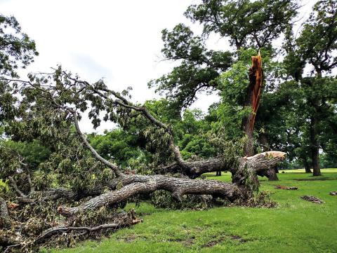 Broken/fallen limbs sprinkle the beautiful green grass of the back nine holes at the San Saba River Golf Course. Photo by Djuana Payton