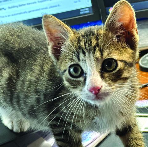 Rick - Pet of the Week
