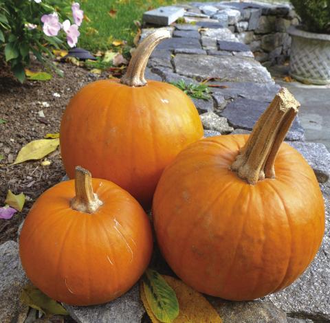 Pumpkins: fruit or vegetable?