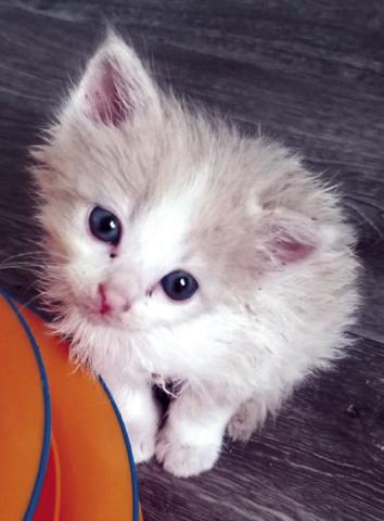 Pet of the Week