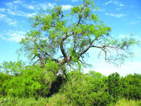 In this photo, you see high quality mixed brush community and a mature “bull” mesquite tree that is likely over 100 years old. This indicates that previous land owners elected to preserve it, and the habitat, so that current generations may enjoy its full splendor, abundant shade and protection from the elements. Rarely does quality habitat happen by accident. Courtesy Macy Ledbetter / www.SpringCreekOutdoors.com