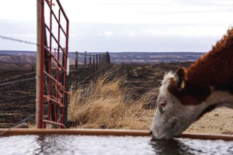 The wildfires have damaged and disrupted cattle operations in the Panhandle, but AgriLife Extension experts say cattle and infrastructure losses will impact individual producers and not ripple into the Texas or U.S. cattle and beef market. Texas A&amp;M AgriLife photo by Sam Craft