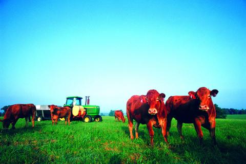Jordan Cattle Auction