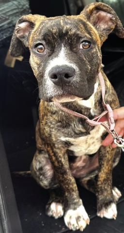 Introducing Artemis! This lovable ball of sunshine enjoys giving kisses and snuggling. Artemis is a three-month-old pitbull and possibly boxer mix female. She gets along with both dogs and cats and loves children. Consider welcoming Artemis into your family – she is the perfect blend of love and affection! For more information, visit sansabaanimals. com or call (325) 372-PETS. Submitted by Regina Baker