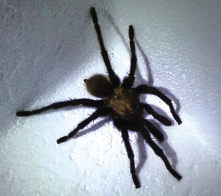 Besides heat woes, it’s mating season for tarantulas