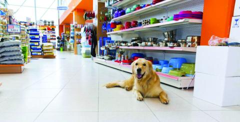 What kind of food should you feed your dog? - Pet Talk
