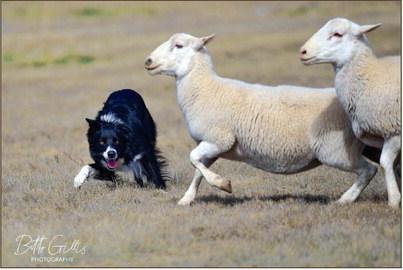 The dog pictured above is Roy. His handler is Jean Gellings from Dawson Creek, British Columbia, Canada.