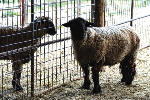 Texas sheep and goat producers are benefiting from strong market conditions in early 2025. Courtney Sacco/Texas A&amp;M AgriLife