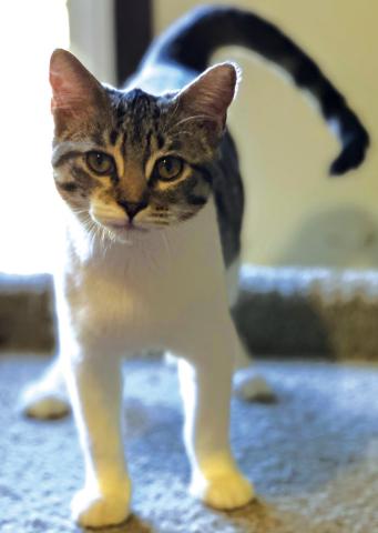 Meet Marie! She's one of the most playful and sweetest cats you'll ever meet. If you're looking for a snuggle partner, Marie is your girl. She's available for adoption at SanSabaAnimals. com or by calling 325-372-PETS (7387).