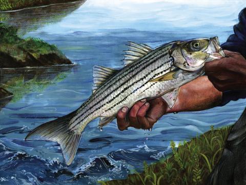 Fish Art