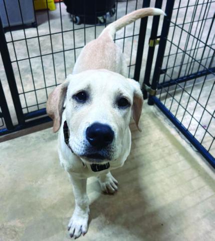 Meet Little Girl, our Pet of the Week!
