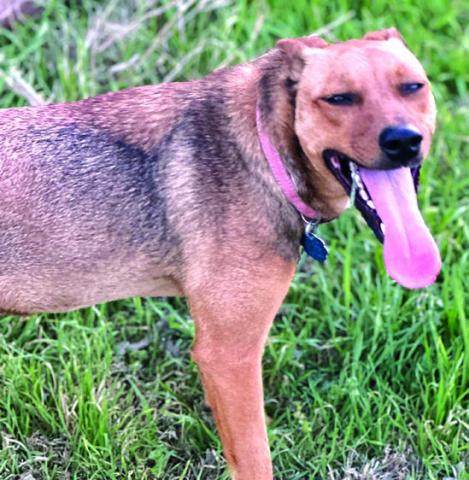 Pet of the Week is Rachel, a little shy at first, but she is a sweet dog who loves gentle attention. Rachel would make a wonderful companion for someone and she is the perfect size for most homes. For more information about adopting Rachel, visit SanSabaAnimals.com or call (325) 372-PETS.
