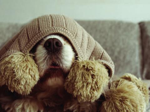 Firework Safety for Pets on New Year’s Eve