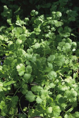 Cilantro is a favorite ingredient in guacamole, tacos, rice dishes, and salsa, but as summer temperatures rise, cilantro quickly goes to seed. Courtesy of MelindaMyers.com