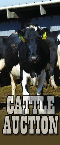 Jordan Cattle Auction