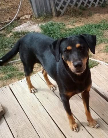 “FOUND DOG"
