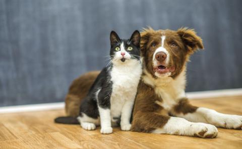 San Saba County Friends of Animals to discontinue operations