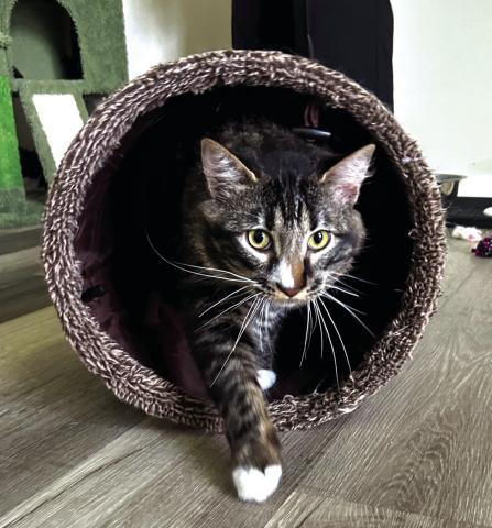 Pet of the Week - Manny