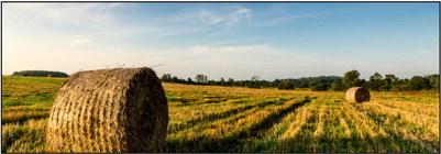 Are you buying hay for the winter?